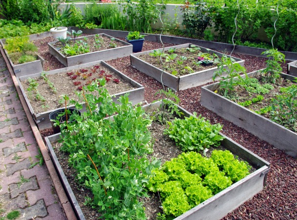 Louer appartement ou maison – un jardin potager cultivé