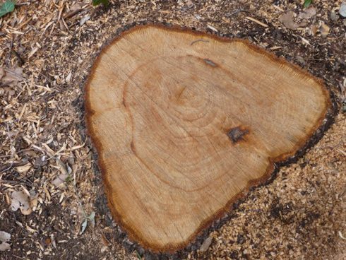 Travaux : découverte d'un tronc de chêne dix fois millénaire