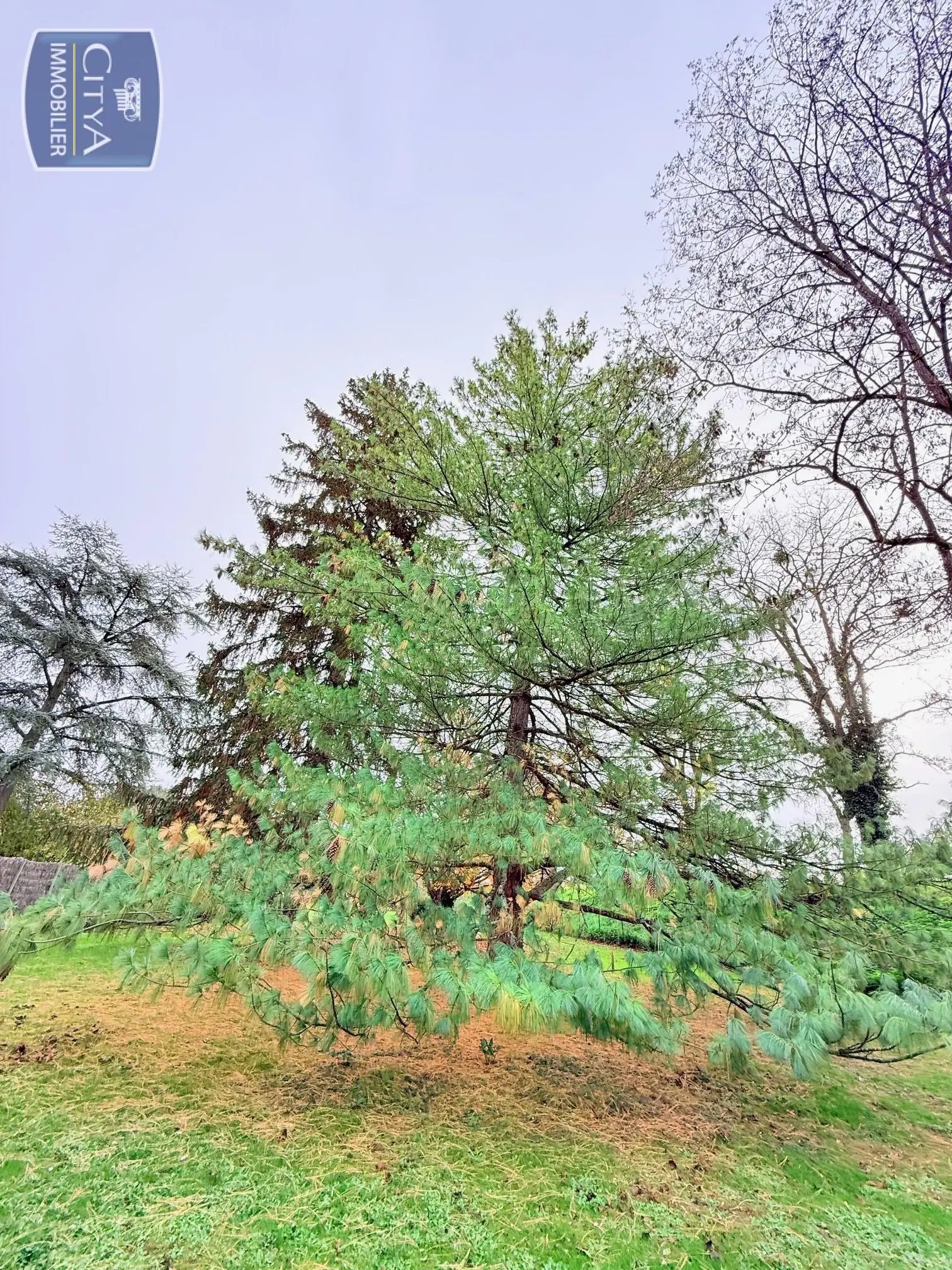 Photo 9 maison Chinon