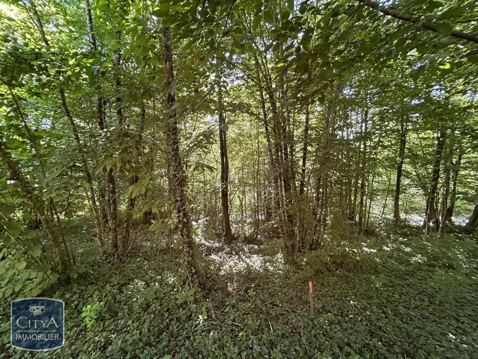 Photo 3 terrain Coulounieix-Chamiers