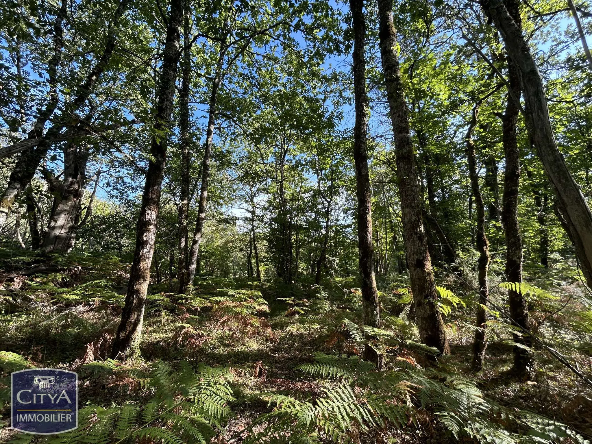 Photo 5 Terrain
