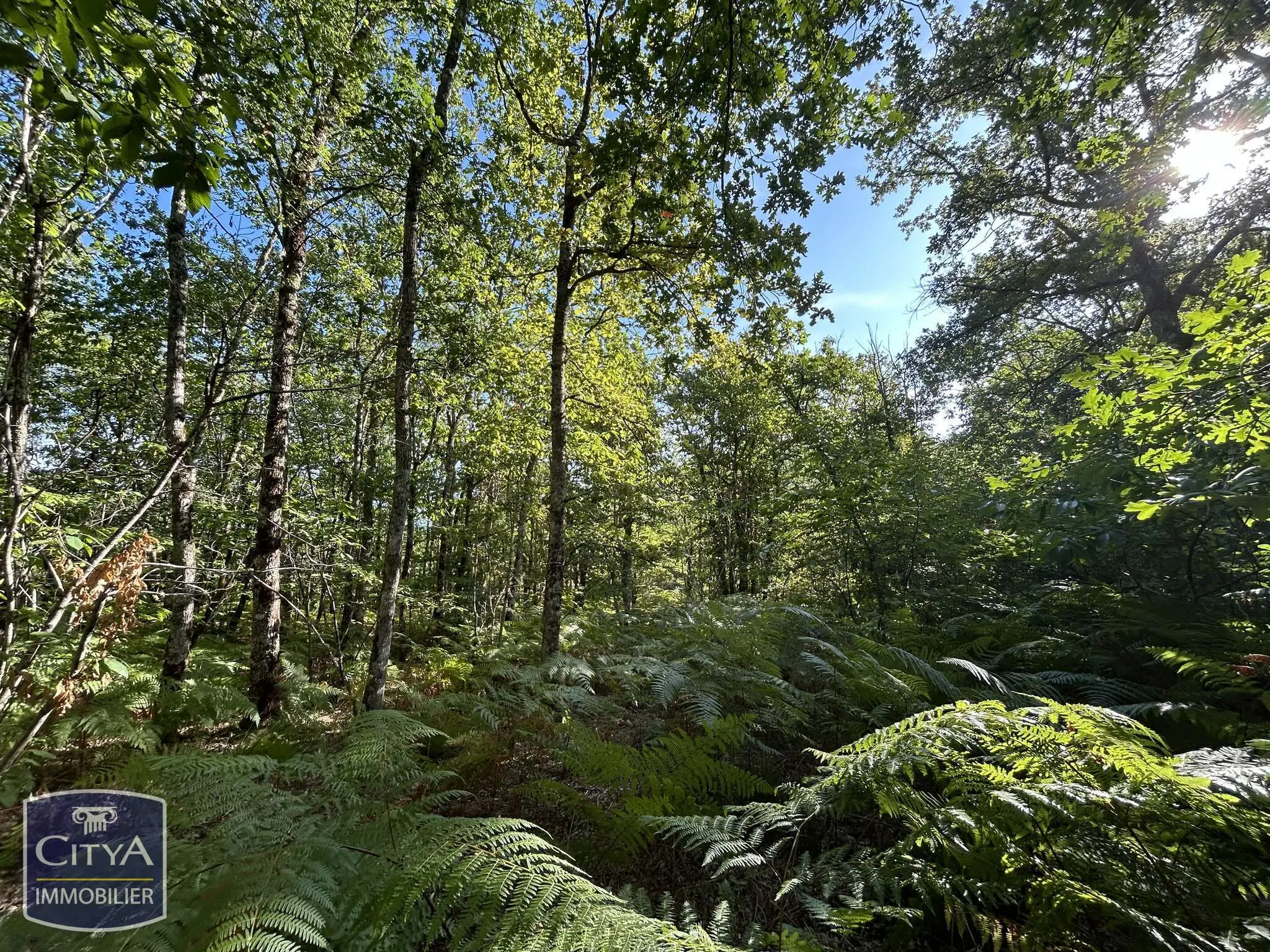 Photo 6 Terrain