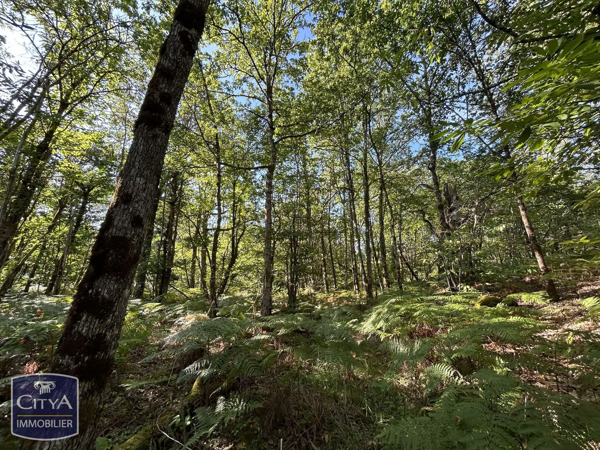 Photo 4 Terrain