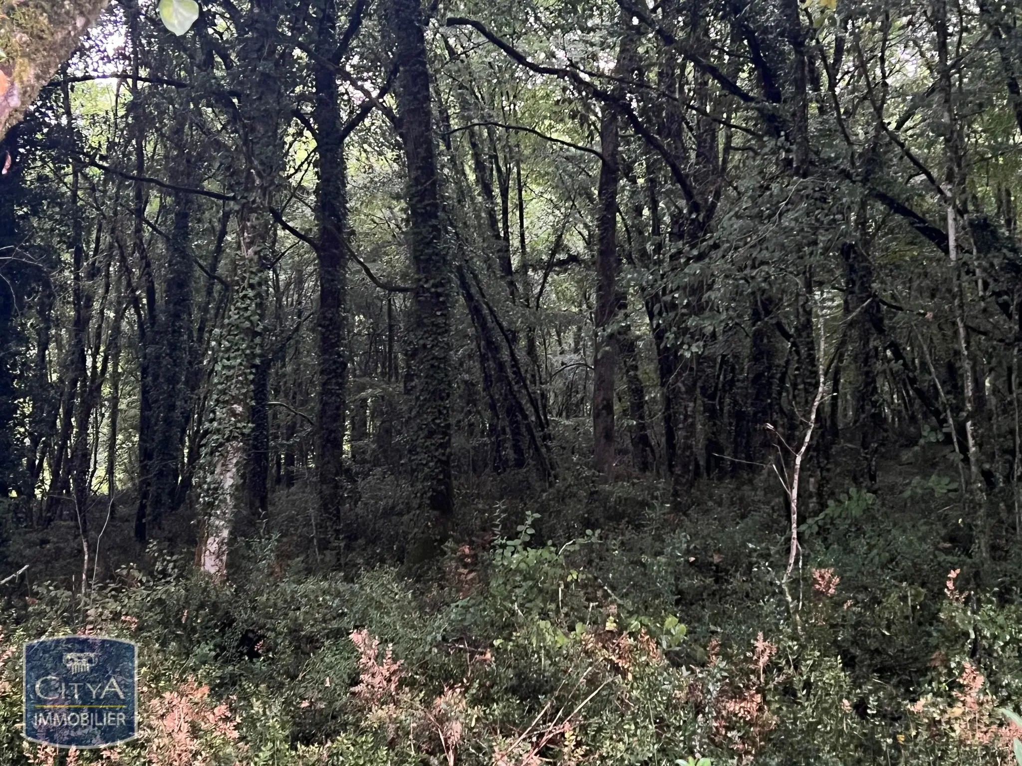 Photo 6 Terrain