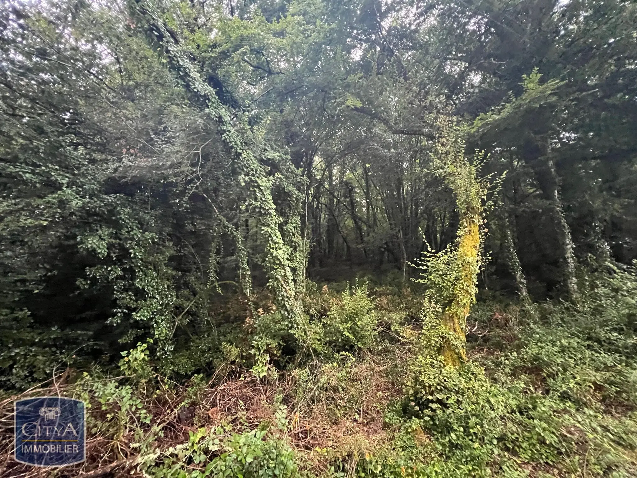 Photo 5 Terrain