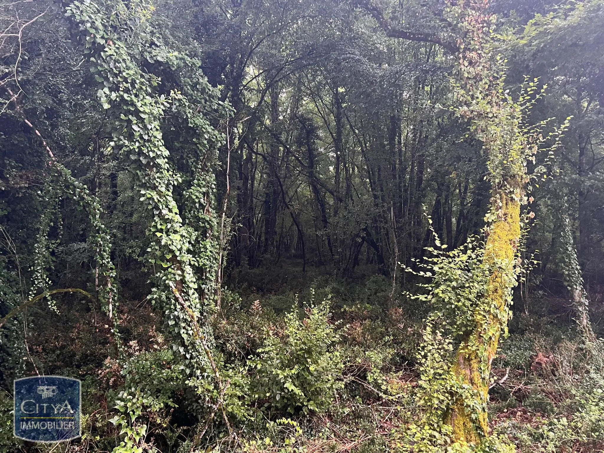Photo 4 Terrain