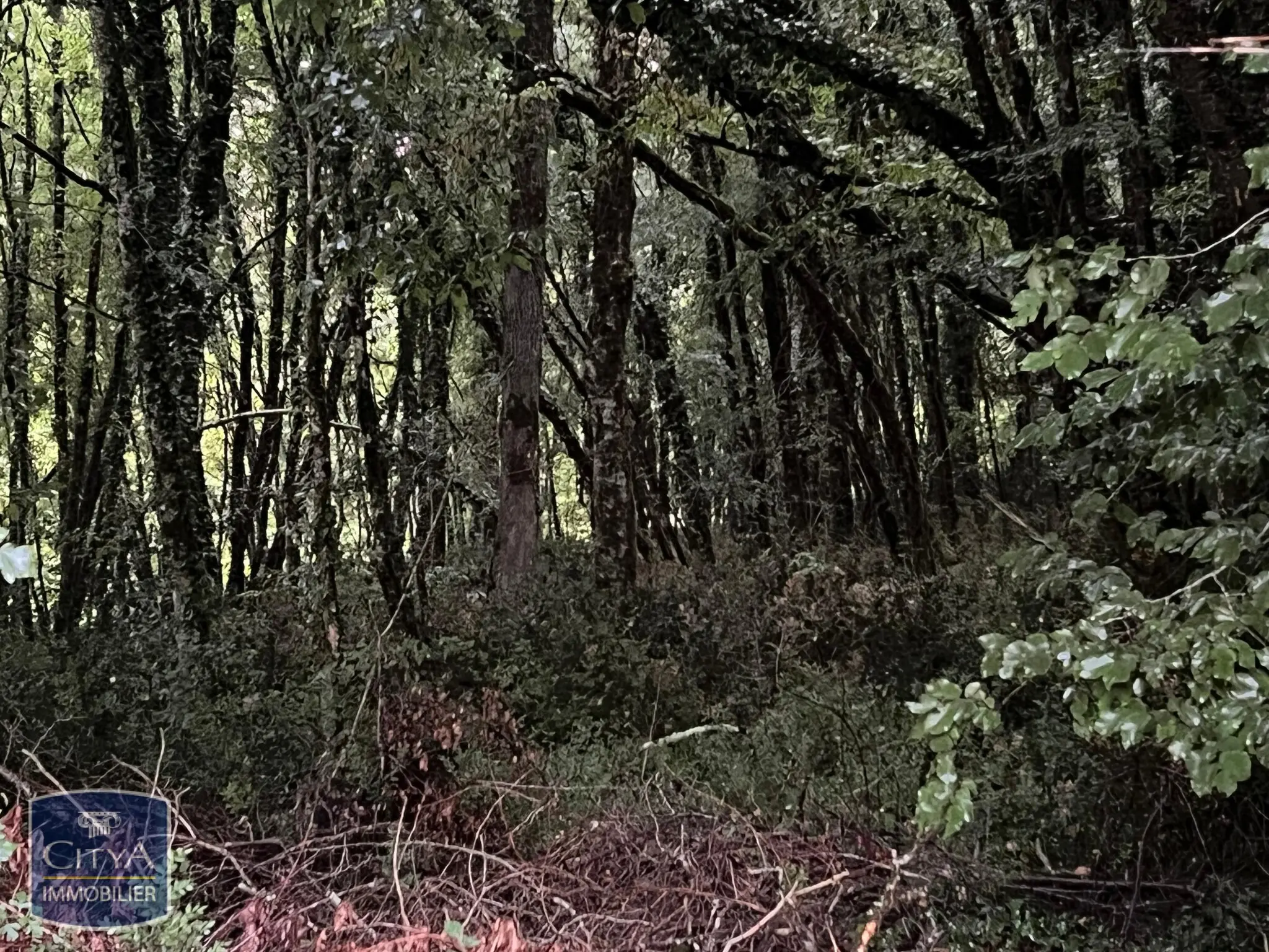 Photo 12 Terrain