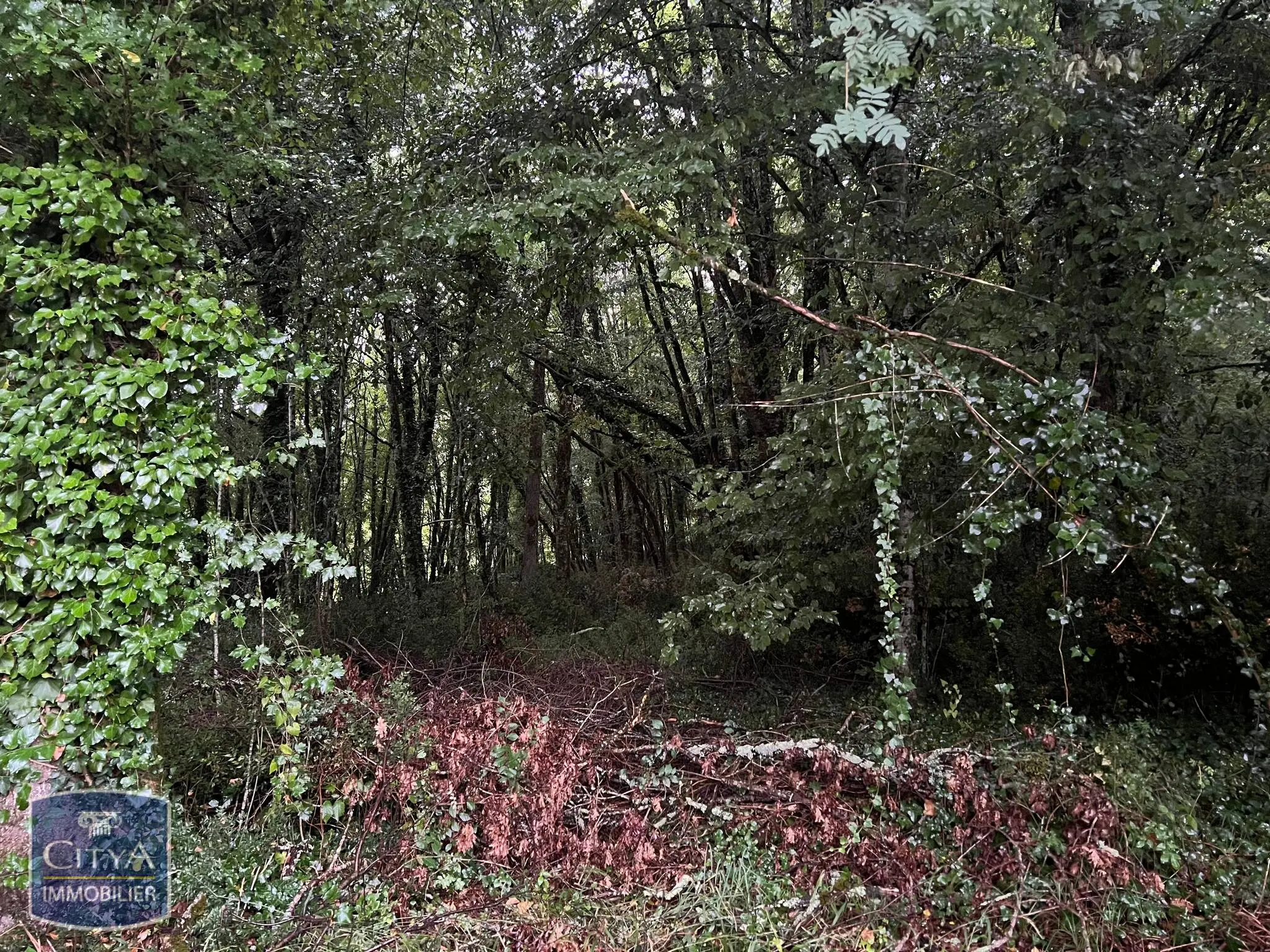 Photo 13 Terrain