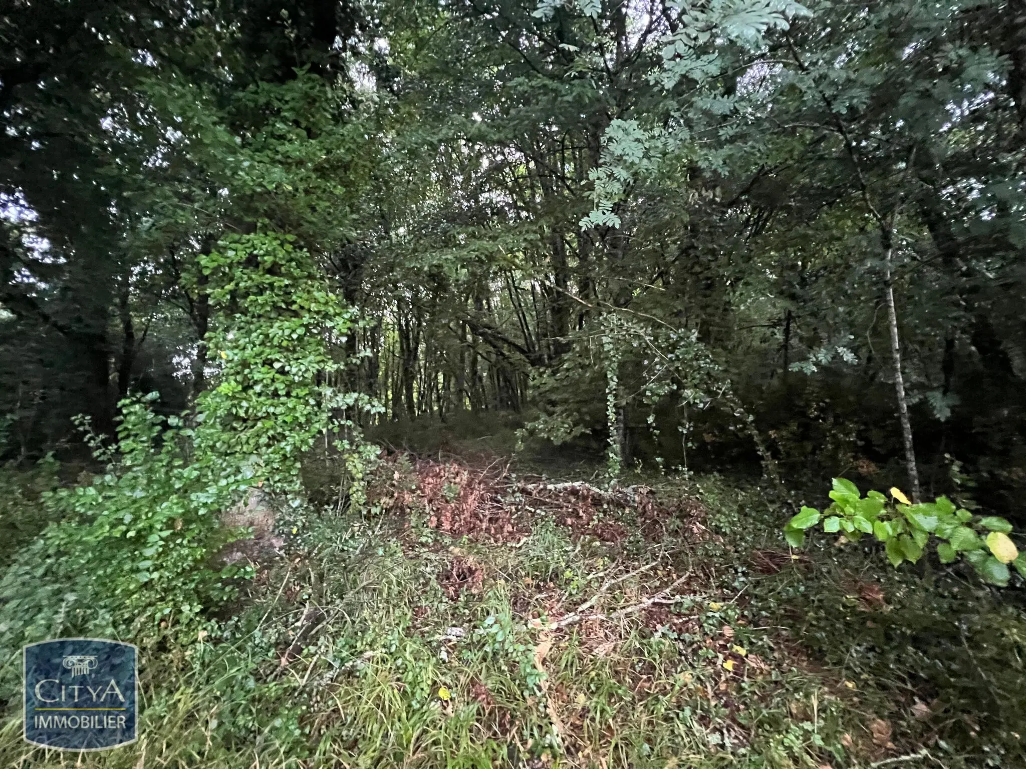 Photo 10 Terrain