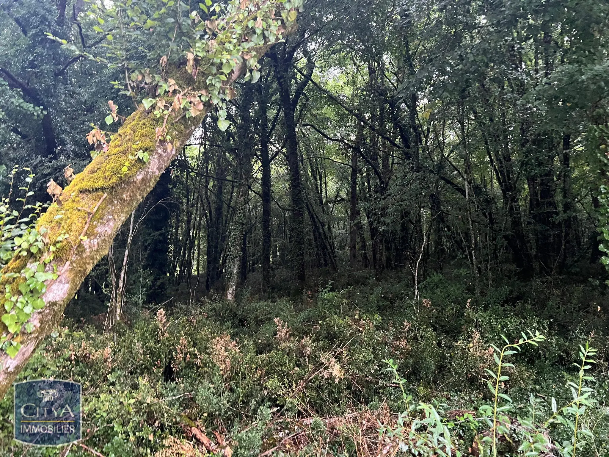 Photo 7 Terrain