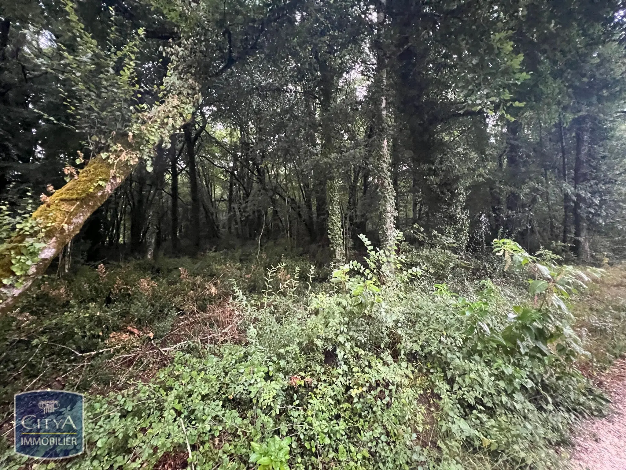 Photo 8 Terrain