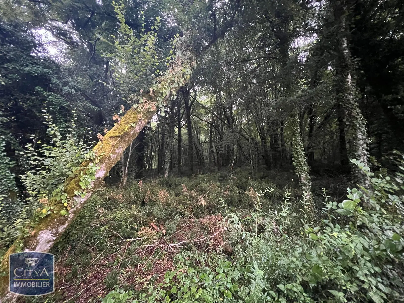 Photo 8 terrain Carsac-Aillac